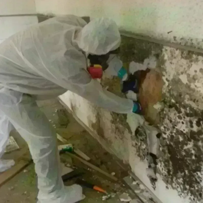 Mold Remediation and Removal in Malvern, OH